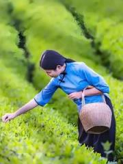 荷叶闲客短篇小说集